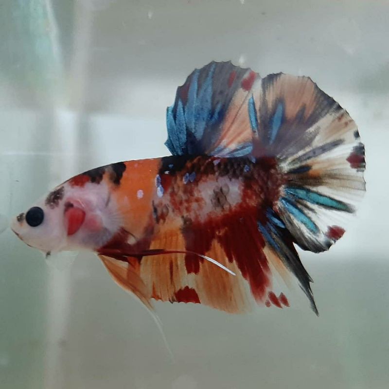 CupangPlakat