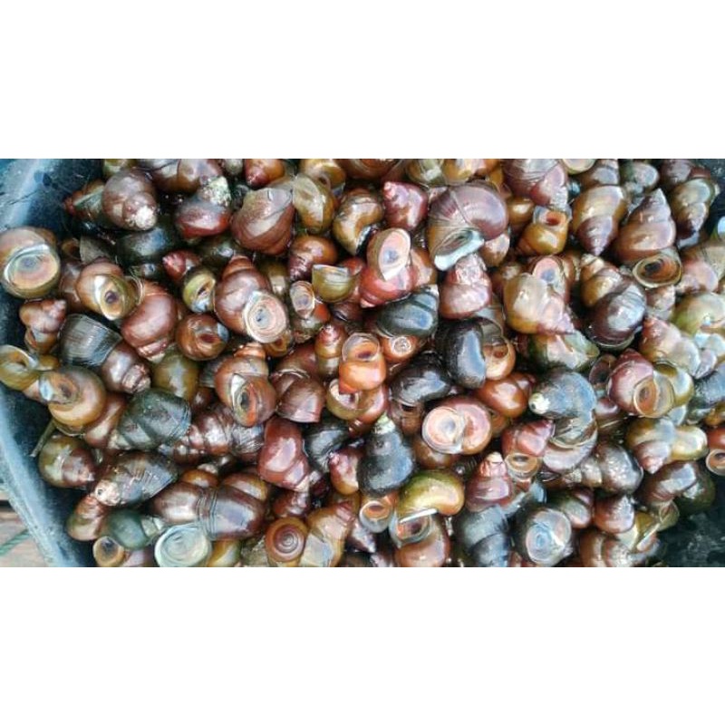 

tutut/kraca 1kg
