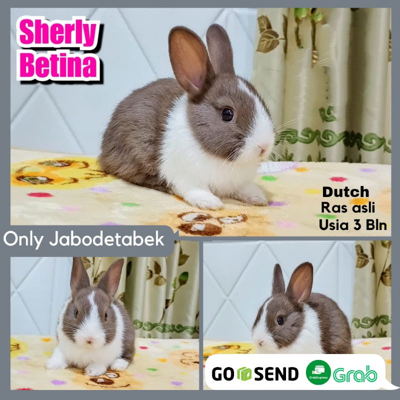 KELINCI HIAS DUTCH RAS ASLI HEWAN PELIHARAAN  JINAK BERKUALITAS KELINCI RABBIT BUNNY
