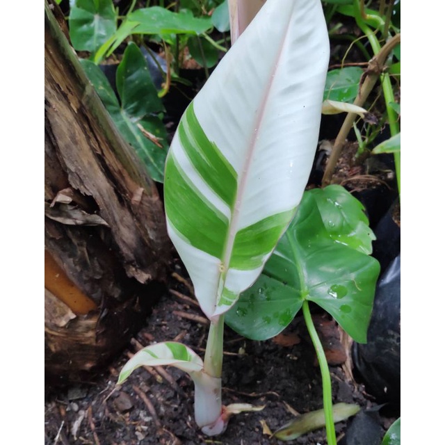 bibit pohon Pisang Varigata