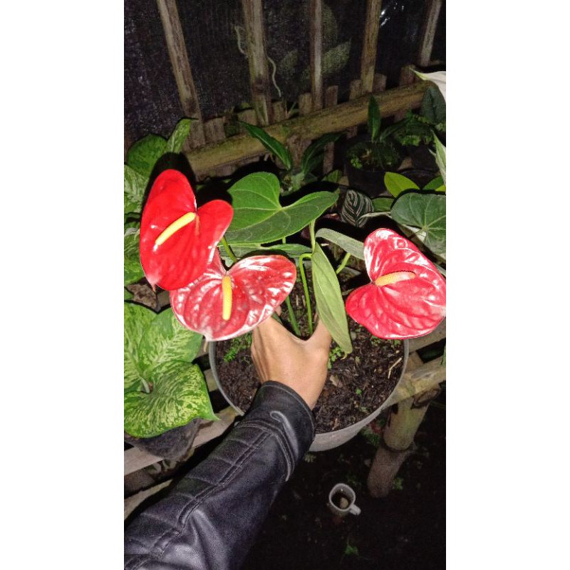 Anthurium bunga mini