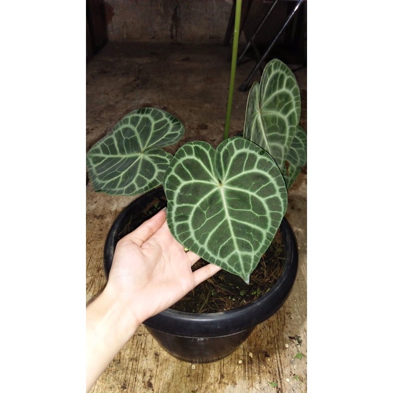 anthurium clarinervium