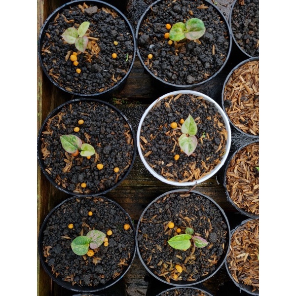 baby hookeri pink menor