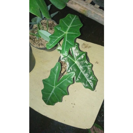 alocasia sanderiana