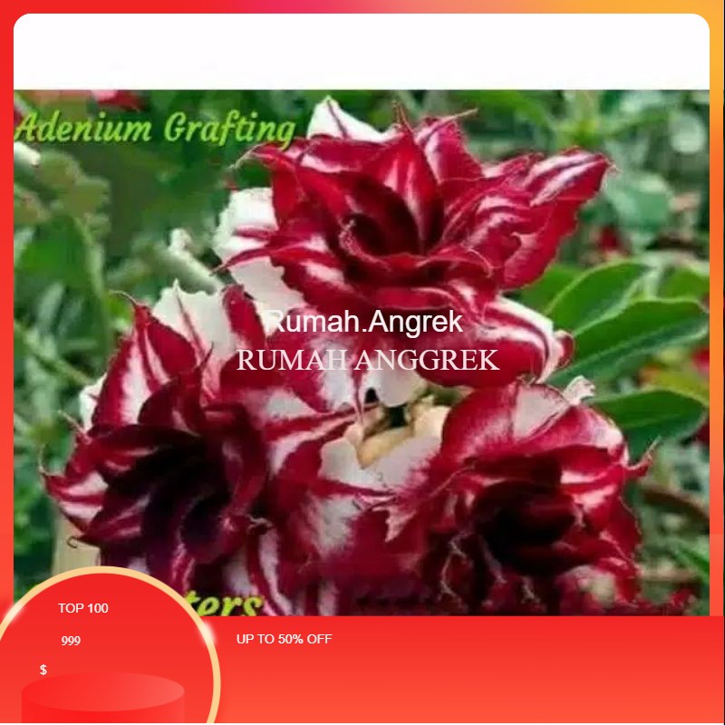 Bibit Bunga Adenium Kamboja Jepang Encounters-adenium bunga tumpuk-obesum-kamboja jepang-kemboja-bib