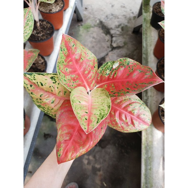 Aglaonema  mahasety