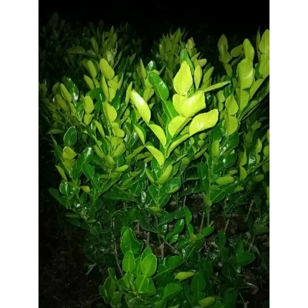 bibit jeruk purut pohon jeruk purut tanaman buah jeruk purut