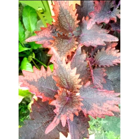 Miana Merah ID Dendeng Balado, 7rb/stek batang tanpa akar