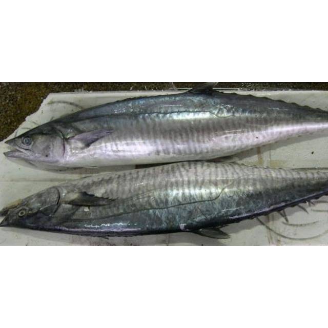 

Ikan Tenggiri 1 KG