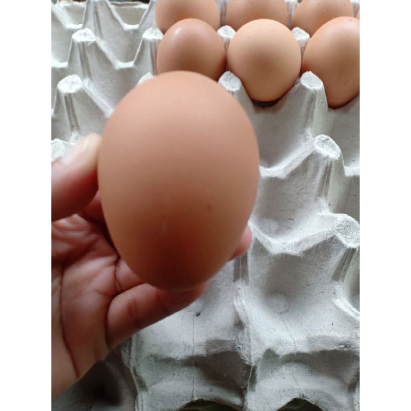

telur ayam