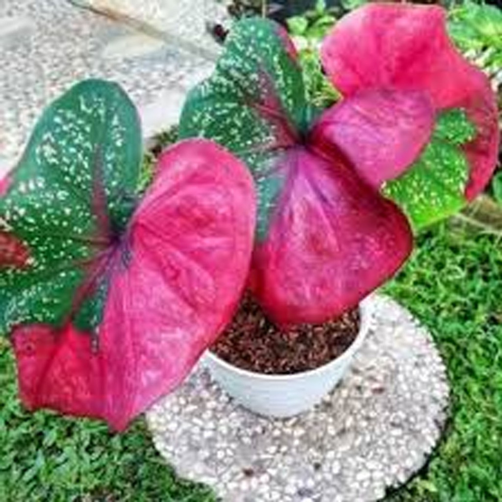 TANAMAN HIAS KELADI BARET MERAH VARIGATA INDUKAN