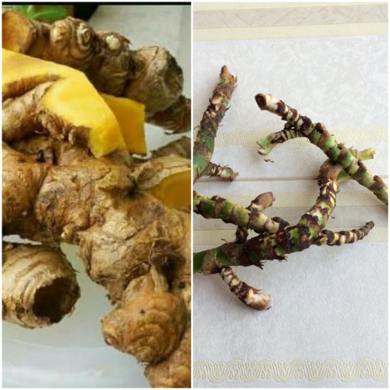 

PAKET 250 GRAM BANGLE DAN DRINGO / DLINGO / JERINGAU