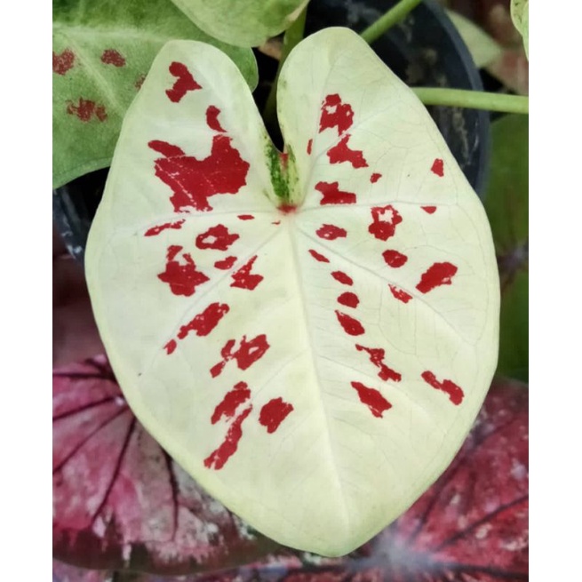 caladium princes maeklong / princes maelong