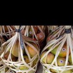 

mangga gincu sekeranjang