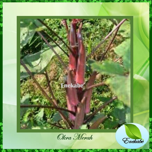 Bibit Okra Merah Benih Tanaman Sayurah Benih Okra