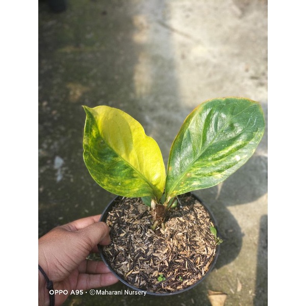 2 jemani mangkok varigata remaja