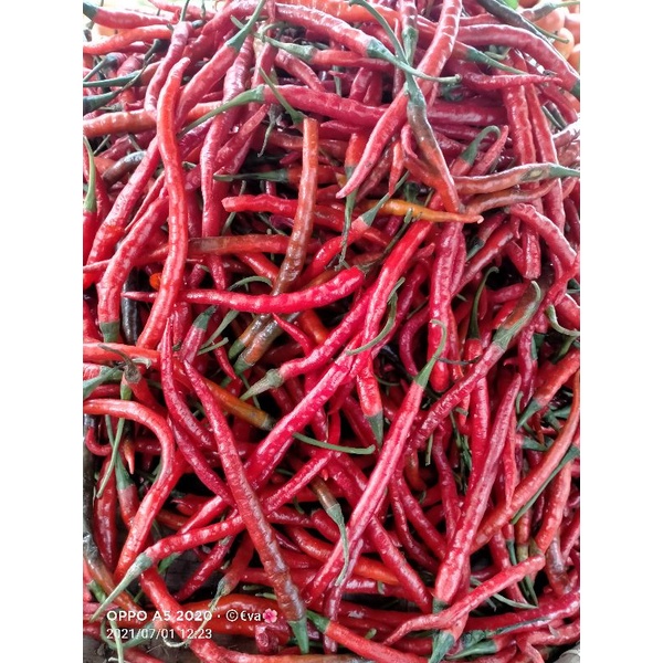 

cabe merah keriting