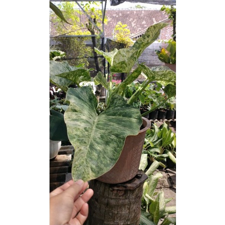 Tanaman philo gigantium marble varigata