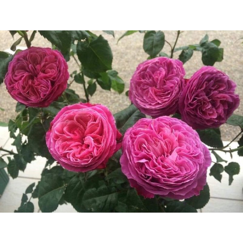 Mawar Import Id Yuzen