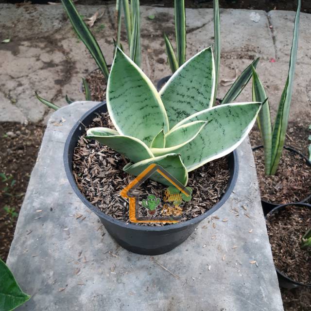 Tanaman hias sensivera hahnii cream