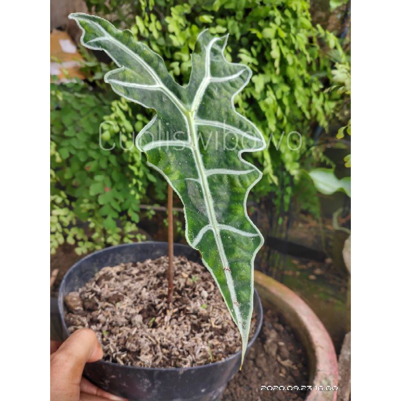 Alocasia Sanderiana 'Nobilis'