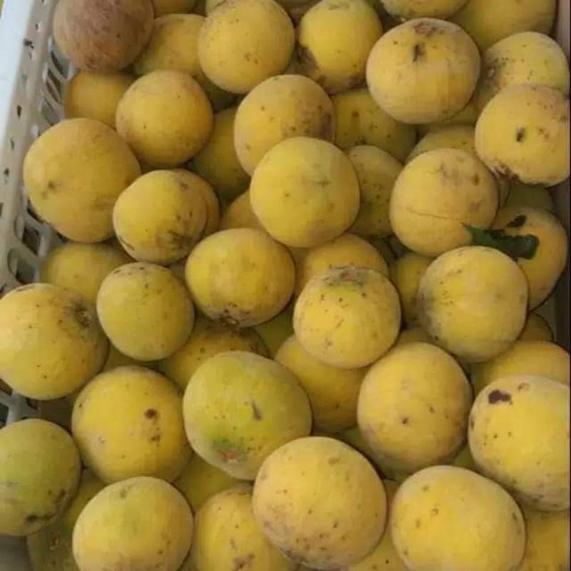 

BUAH KECAPI matang pohon