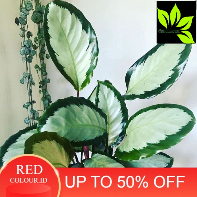 tanaman hias calathea picturata - tanaman hias calathea darkstar - tanaman hias calathea - calathea