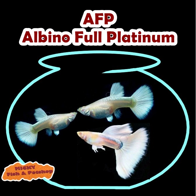 TRIO Guppy AFP Albino Full Platinum Grade Indukan
