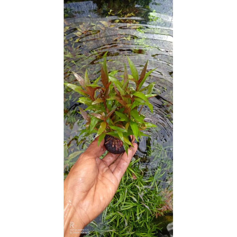 Riniki media wabikusa