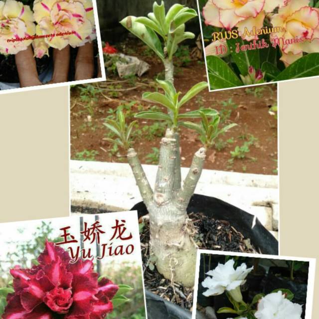 Adenium grafting