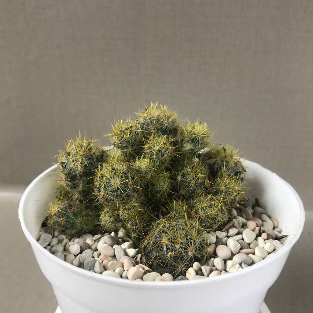 Tanaman Hias Hidup( Mammillaria prolifera) Kaktus &amp; Sukulen