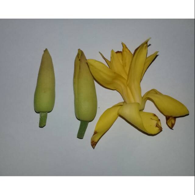 Kembang kantil kuning segar
