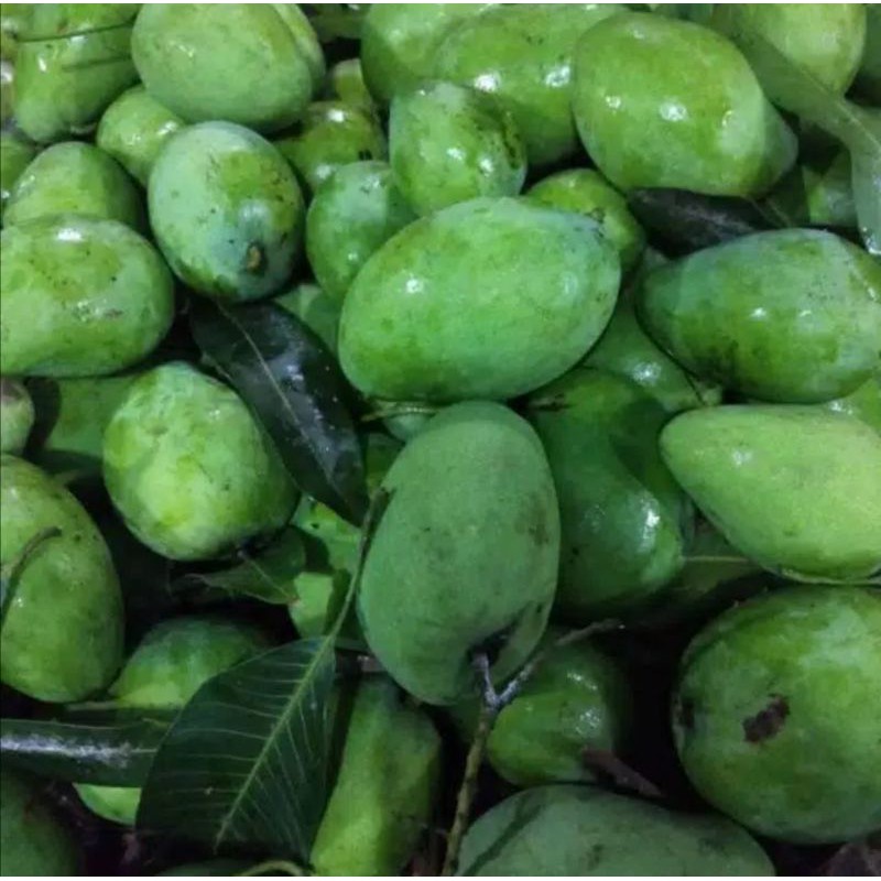 

mangga muda buat rujak