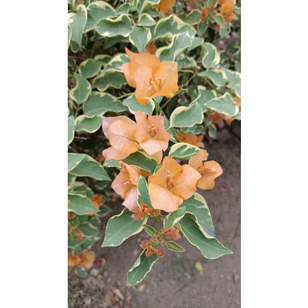 Tanaman hias bunga bougenville varigata kuning ori