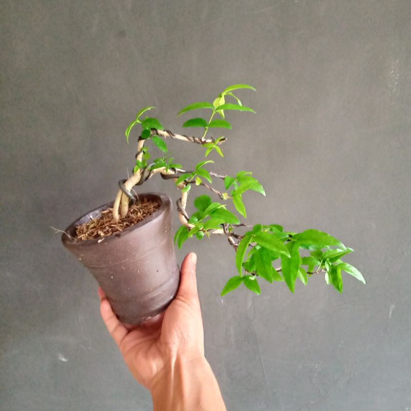 Bonsai anting putri, bunga wangi sudah dikawat