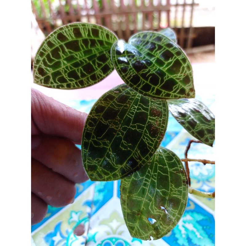 

jewel orcid