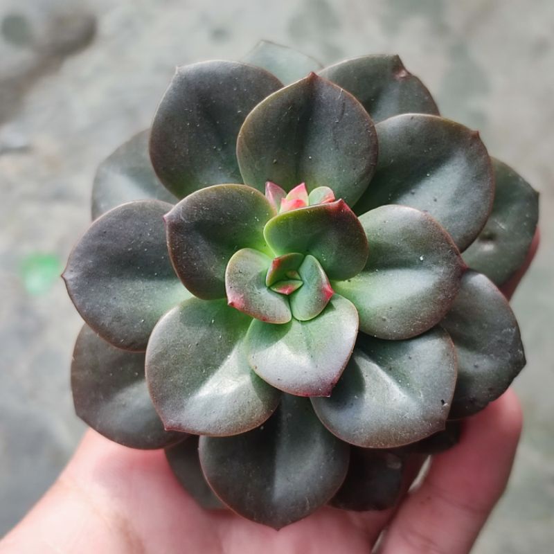 Sukulen Echeveria Chroma