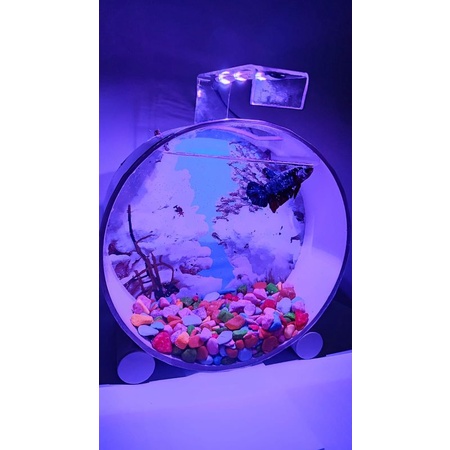 AQUARIUM IKAN CUPANG - AQUARIUM MINI - AQUARIUM GANTUNG (AKSESORIS PASIR BALI DAN KARANG MINI)