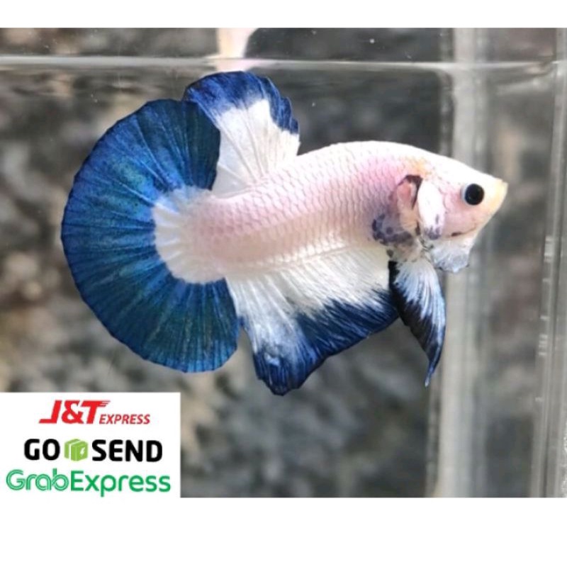 ikan cupang blue rim top grade