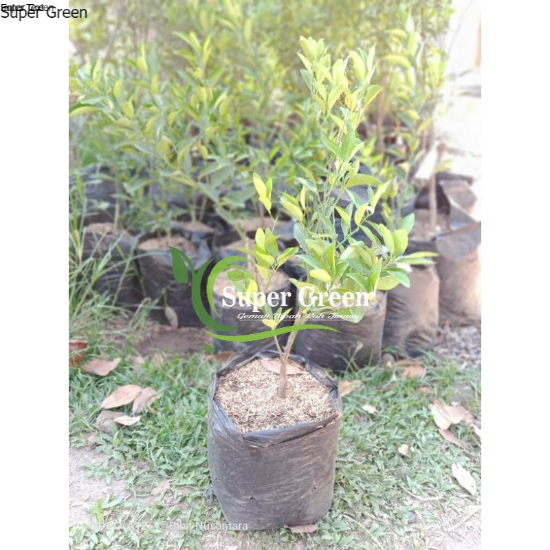 bibit jeruk keprok madu