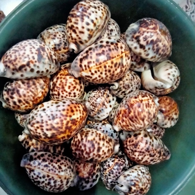 CANGKANG KERANG CYPRAEA TIGRIS / KUWUK
