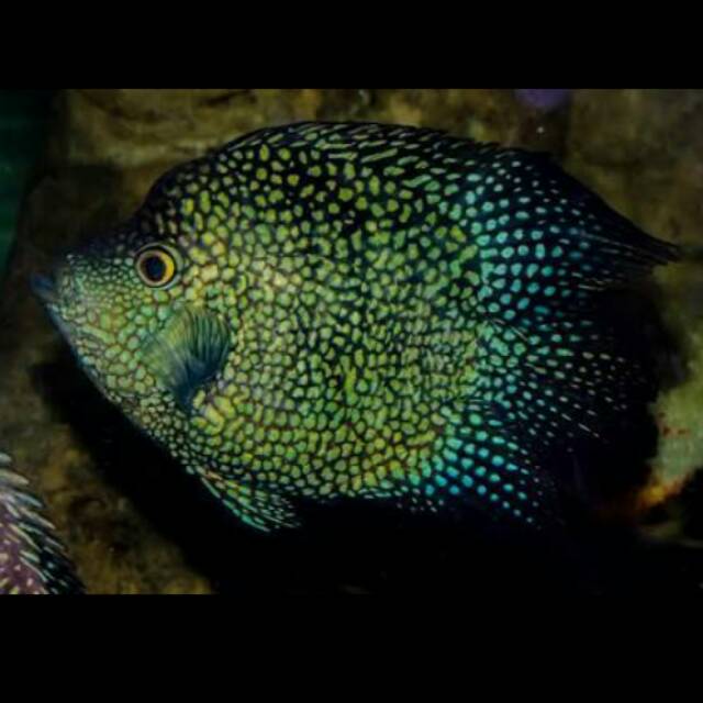 Ballon Green Texas Cichlid Giant Short Body Jumbo American Cichlid