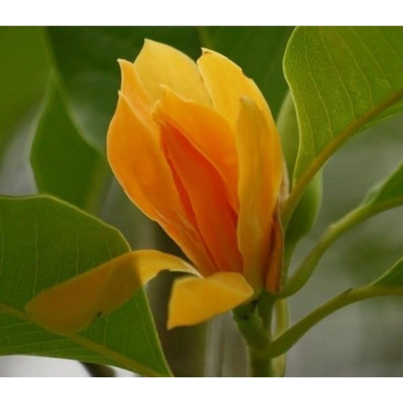 Jual Produk Tanaman Bunga Cempaka Kuning Termurah Dan Terlengkap Juli 2021 Bukalapak