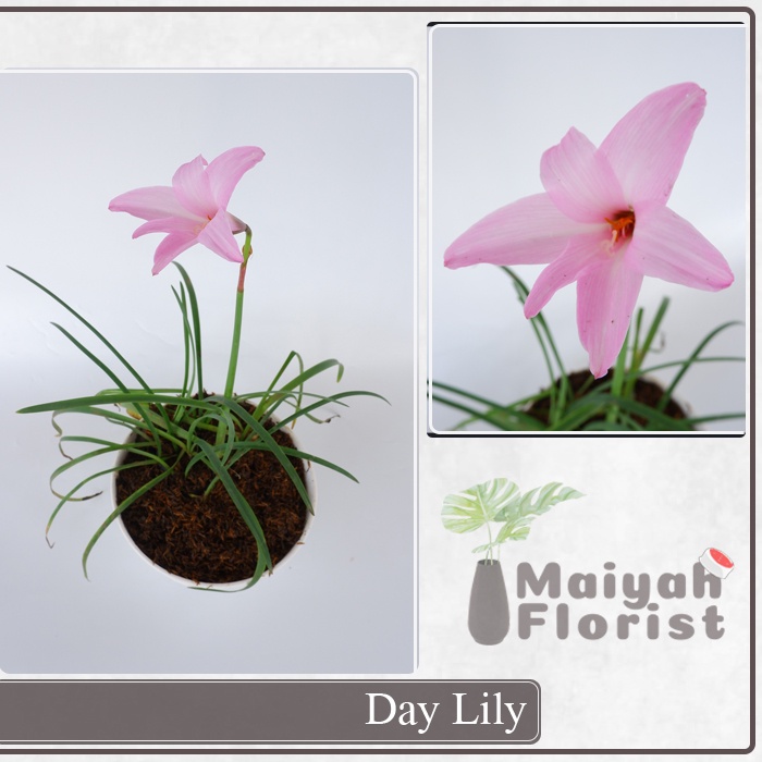 Bunga Day Lily - Tanaman Hias