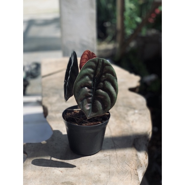 Alocasia Cuprea