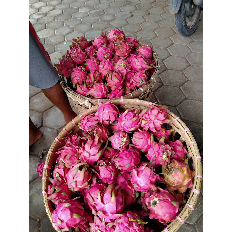 

BUAH NAGA MERAH KECIL ORGANIK SEGAR || DRAGON FRUIT