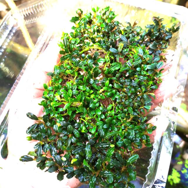  bucephalandra  mini  boyan porsi mika Shopee Indonesia