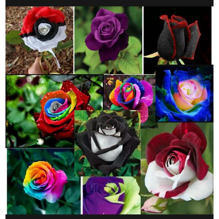 10 biji benih bunga mawar warna warni campur