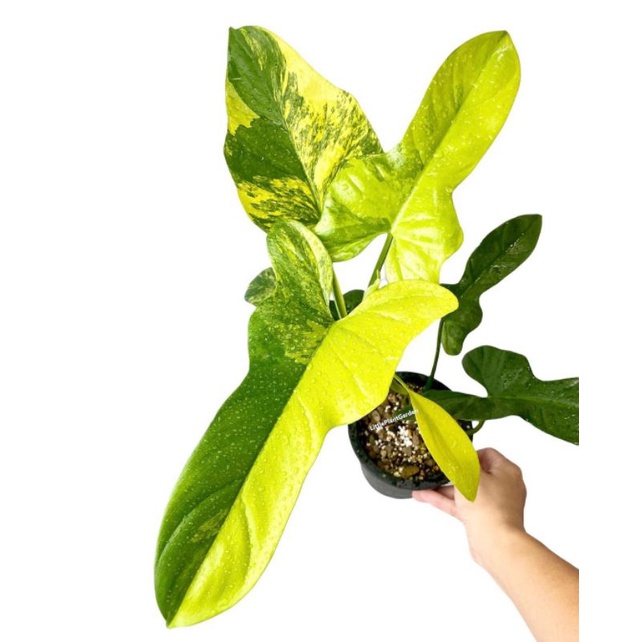 Philodendron Violin Varigata
