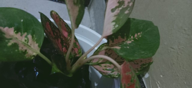 Aglonema Super Kocin Pink Import